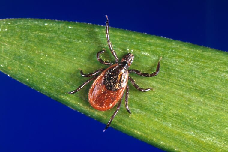 The black-legged tick, also called a deer tick, is Pennsylvania’s most common species, and it is the only one that transmits Lyme disease when it feeds.