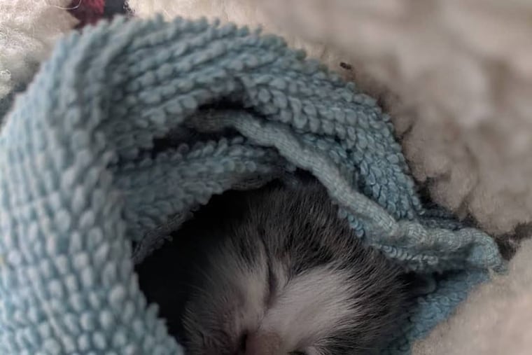 Chris Stock, owner of Philadelphia Salvage, rescued the kitten after discovering the cat in a building scheduled to be demolished.