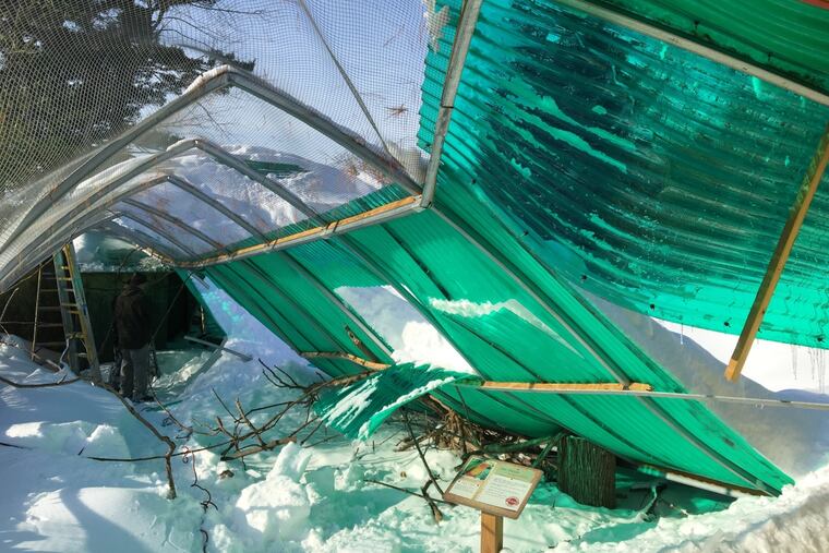 The Birds of Paradise exhibit at Elmwood Park Zoo in Norristown collapsed under heavy snow Saturday. (Credit: Elmwood Park Zoo)
