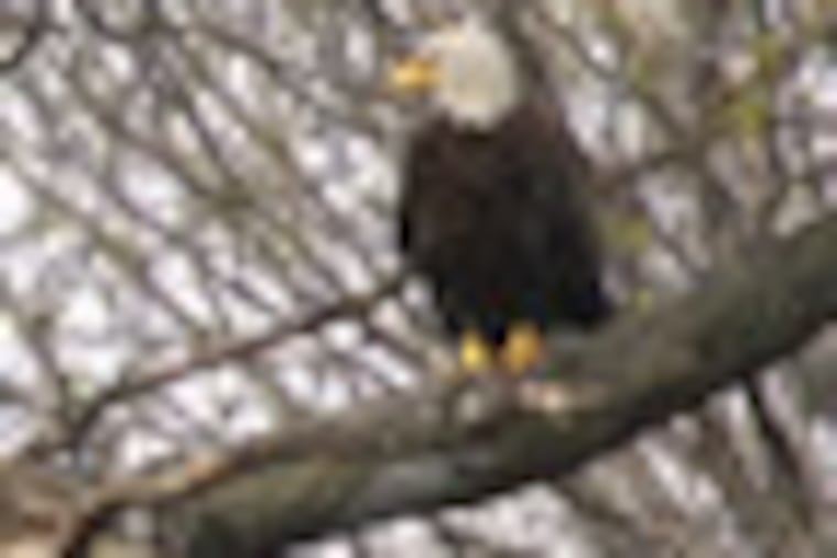 HE1CHICKS07 - Eagle photo by Bill Buchanan, USFWS - In this photo, the two chicks at tinicum and one of the adults. Editor's note: A pair of bald eagles has just made a bit of history against overwhelming odds by successfully giving birth to a pair of eaglets on the John Heinz National Wildlife Refuge at Tinicum, becoming the first to ever do so on the refuge.