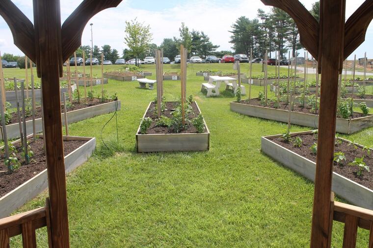 QGardens are managed by a core team and staffed by more than 60 dedicated QVC volunteers, known as QGardeners, who work collaboratively to care for the plants and harvest the produce.