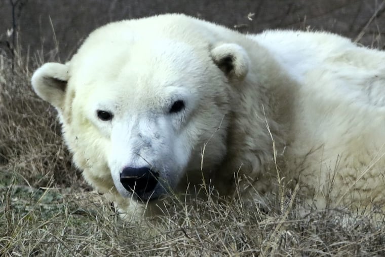 Coldilocks looks up from a nap during a day of activities marking her 36th birthday in 2016.