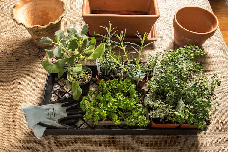 Horticulturalist Tina Sottolano-Cain tells the readers how to create an indoor herb garden. In this photo we have starter plants awaiting repotting. The plants in the tray are (from left) sage, curley leaf parsely (front), Gorizia Rosemary and silver thyme and lemon thyme. ( CLEM MURRAY / For the Inquirer )