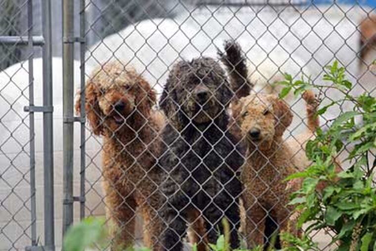 Hundreds of dogs were rescued by SPCA agents during a raid on a puppy mill in Lehigh County on Wednesday. (David Swanson/Staff Photographer)