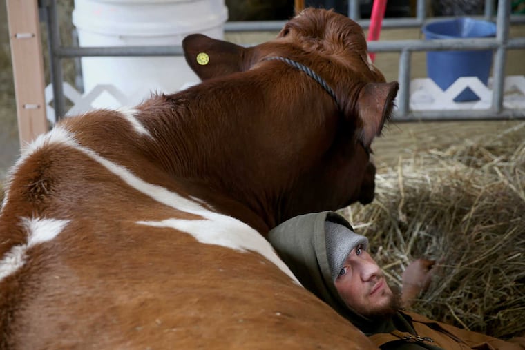 Dakota Hammaker of Mechanicsburg, Pa., rests on dairy cow Waffle at the 102nd Pennsylvania Farm Show in Harrisburg on Tuesday, Jan. 9, 2018. TIM TAI / Staff Photographer