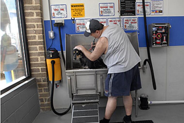 Frank Visconti washes his dog Harley at the combo dog wash/carwash in Voorhees, N.J. (April Saul / Staff Photographer)