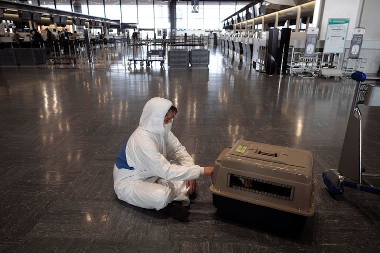 In this Thursday, April 2, 2020 file photo, a traveler wearing a hazmat suit tends to his dog in a carrier before boarding a plane at the Narita International Airport in Nairta, near Tokyo. U.S. health officials have temporarily banned importation of dogs from more than 100 countries that are considered at high risk for rabies. Japan is not included in the ban.
