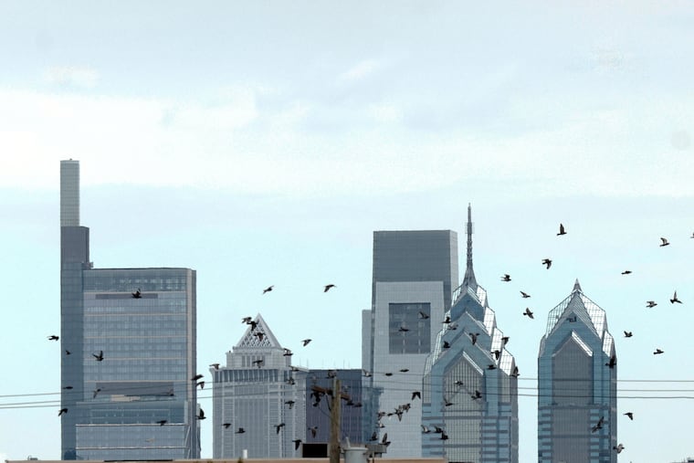 South Philadelphia birds flutter in the foreground as the Center City skyline stands tall in the background.