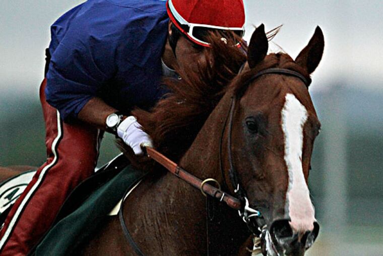 California Chrome, with exercise rider Willie Delgado in the saddle, gallops in the rain at Belmont Park race track in Elmont, NY., Thursday, June 5, 2014. On Saturday, June 7th, California Chrome will attempt to be the first horse in 36 years to capture horse racing's Triple Crown by winning the Belmont Stakes. (Garry Jones/AP)
