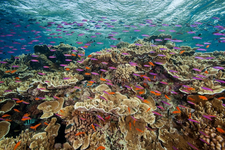 Small fish school in waters of Ribbon Reef No 10 near Cairns, Australia Australia’s Great Barrier Reef is suffering widespread and severe coral bleaching due to high ocean temperatures .