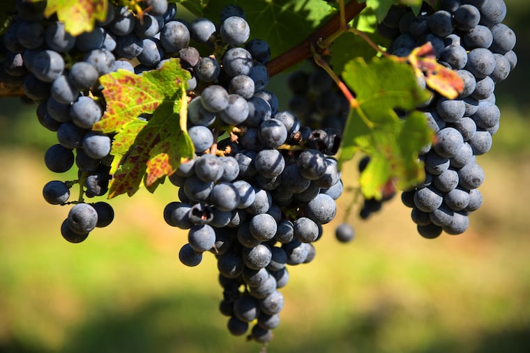 Cabernet Sauvignon grapes.