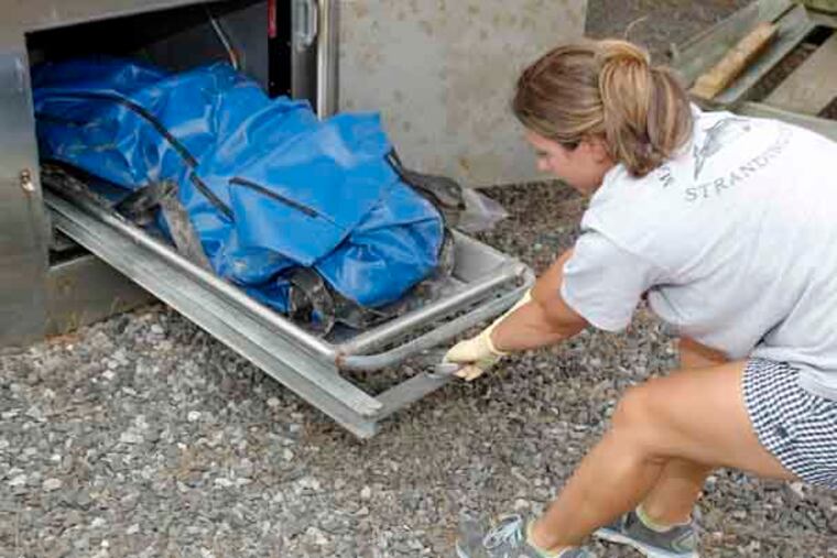 Field Stranding Tech. Danielle Monaghan is pulling out a dead dolphin (They brought from Margate, NJ. today) from a metal container at the Mammal Stranding Center Brigantine. Aug.01, 2013 ( AKIRA SUWA / Staff Photographer )
21 dead dolphins have washed up along the South Jersey coast over the past two weeks. Researchers are puzzled as to why this is happening.