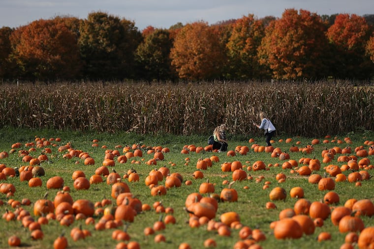 People pick pumpkins at the pumpkin patch at Shady Brook Farm in Yardley. Pumpkins may be wearing white coats of frost the next few nights.