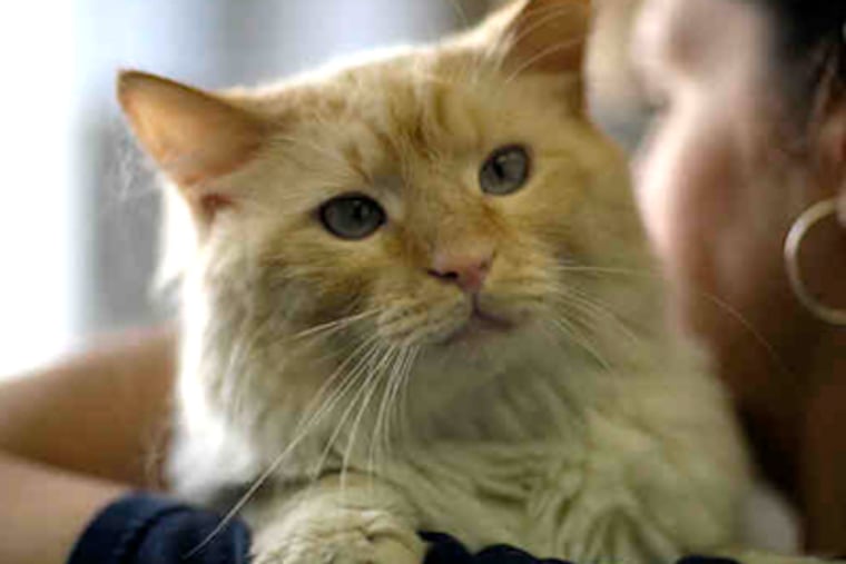 Snowball was born in Kentucky, lived in Syracuse, moved here and was left at a shelter. (DAVID MAIALETTI / Staff Photographer)