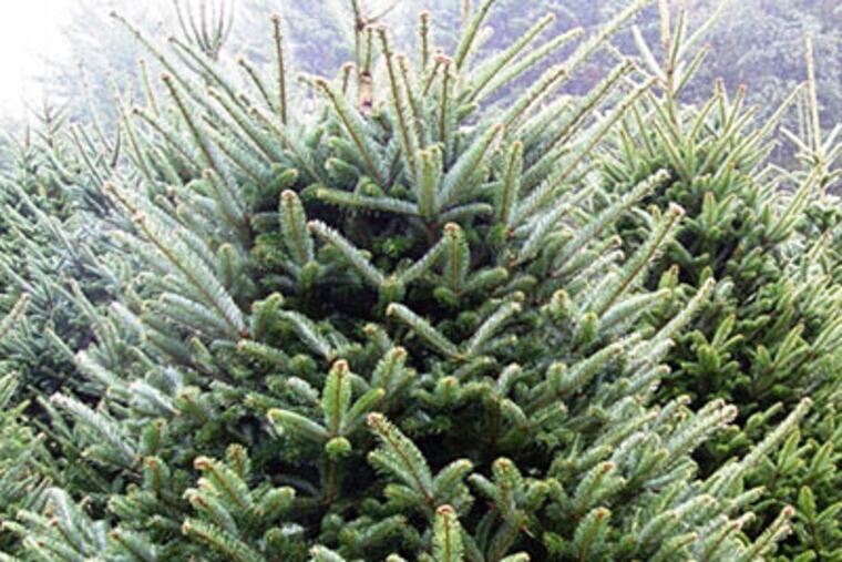 Christmas trees would not only take up a lot of landfill space, but will cost the city extra dollars to dispose of the added bulk. (Hundley/Charlotte Observer/MCT)