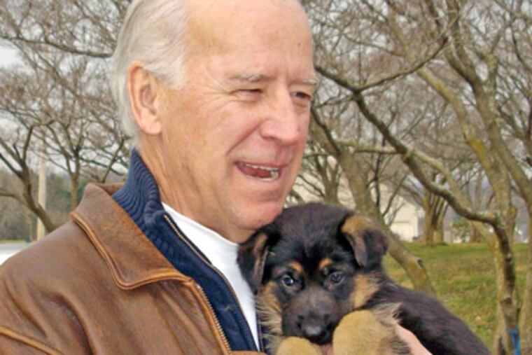 This undated photo provided by breeder Linda Brown shows Vice President-elect Joe Biden holding his newly purchased German Shepherd puppy, which remains name-less so far, at Brown's home in East Coventry Township in Chester County. (AP Photo/Brown Family)