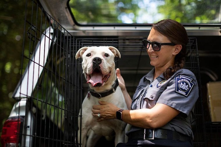 Megan Horst is a dog warden supervisor in Southeastern Pa. for the state's Bureau of Dog Law enforcement. The area has approximately 1.1 million dogs and the bureau, which is under the direction of the state's Department of Agriculture, says it needs a budget increase to adequately handle the numbers.