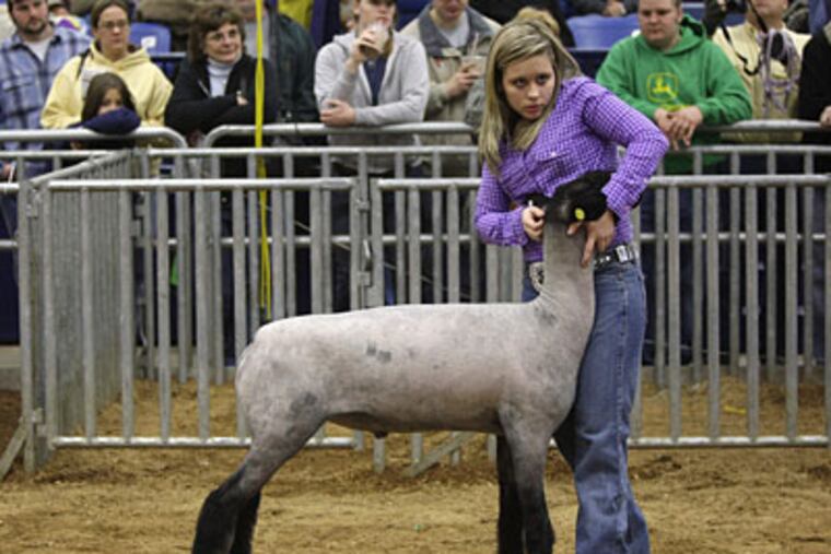 At the fair, Shannon Braman shows off her lamb. Unlike most of the pols there, Braman was a winner. (Carolyn Kaster / AP)