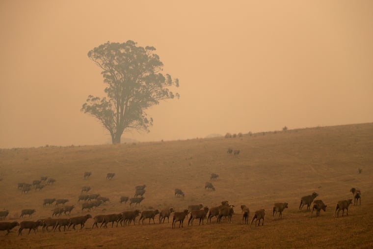 Sheep graze in a field shrouded with smoke haze near at Burragate, Australia, Saturday, Jan. 11, 2020. Wildfires continue to burn after warm dry weather hastened an early fire season in Australia. (AP Photo/Rick Rycroft)