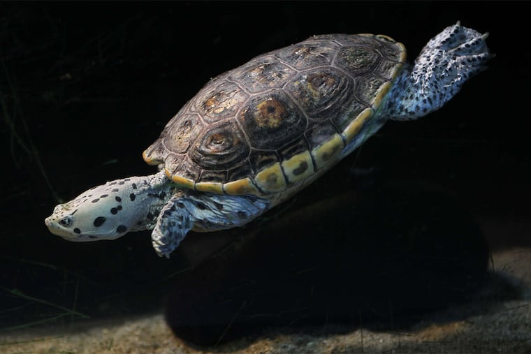 An adult terrapin swims in the Wetlands Institute's aquarium.