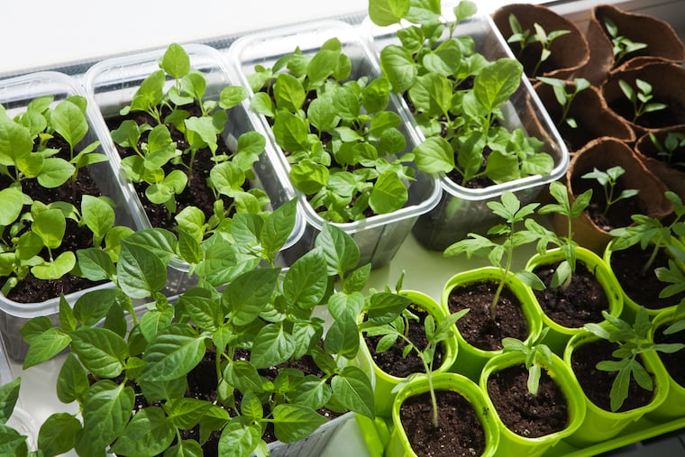 If you don't have a yard, you can still plant a variety of vegetables and herbs
