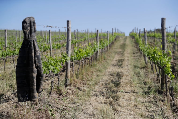 An Italian vineyard.