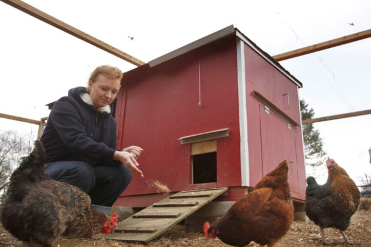 Natasha Kearns feeds her backyard hens at her West Brandywine Twp. Home. (Michael S. Wirtz / Staff Photographer)