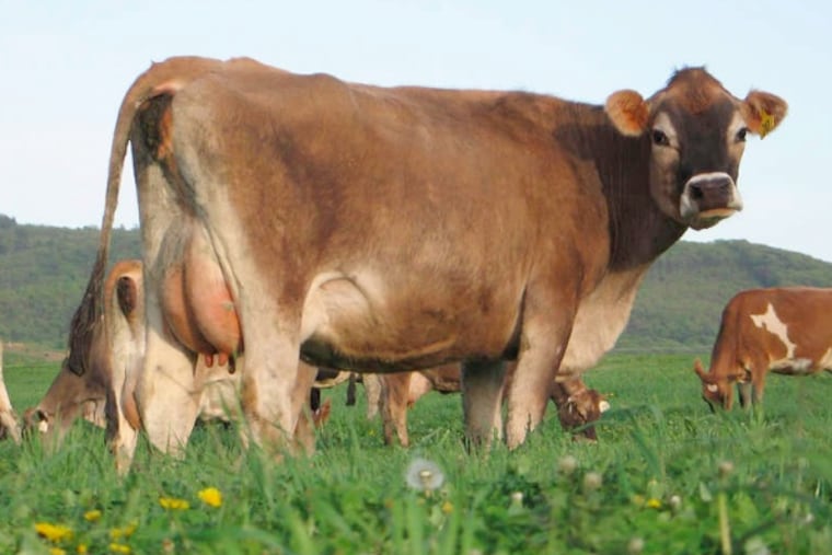 Bacteria-tainted raw milk from the Family Cow, a dairy farm in south-central Pennsylvania, sickened 81 people last year.