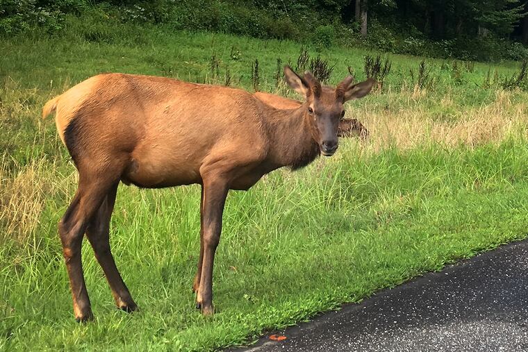 From a paved road that runs through the Big Cataloochee Valley, you can see a herd of elk that scientists successfully reintroduced to Great Smoky Mountains National Park in 2001.