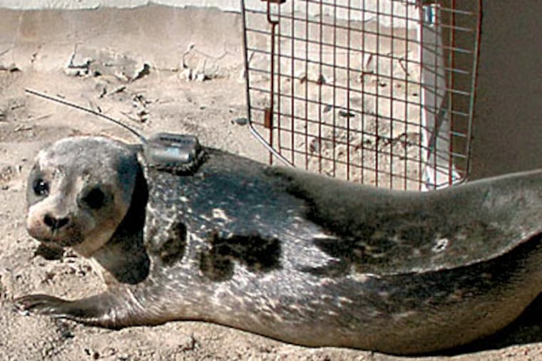 'Ocean' the seal gets ready for his return to the water. A transponder glued to his back will allow researchers, and the public, to track his movements. ( Ed Hille / Staff Photographer )