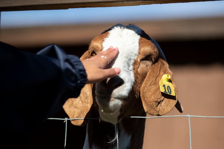 Tour guide Linka Banks, 17, a senior at Northeast High School, pets a goat at the Fox Chase Farm in Philadelphia on Wednesday. Fox Chase Farm is an agriculture education facility run by the Philadelphia School District. After being closed during the pandemic, the farm recently reopened for students.