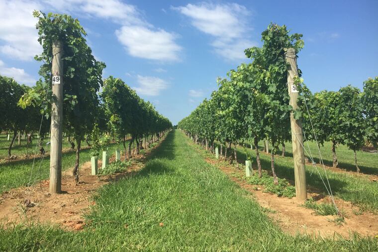 A vineyard in Delaware County.