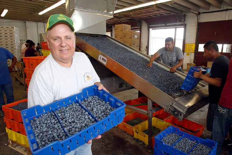Anthony "Butch" DiMeo Jr. shows off fresh blueberries from his 400-acre Columbia Fruit Farms in Hammonton as workers ready the newly harvested fruit. "We have a nice crop," he said.
