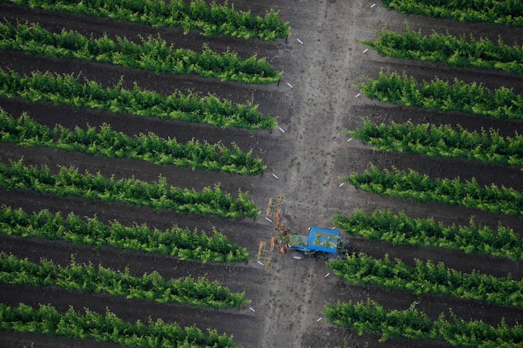 A tractor makes its way through a vineyard in California, where petite sirah is grown.