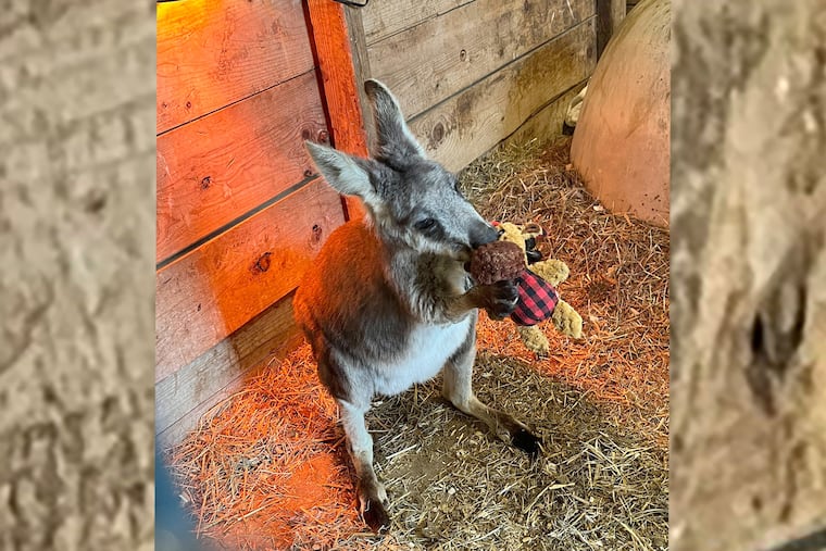 Rex, a 3-year-old wallaby at Lots of Love Farm in Williamstown, N.J., escaped from an enclosure sometime Monday night and is on the loose.