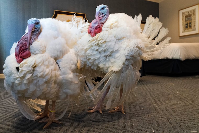 Be grateful, above all else, you're not a turkey.