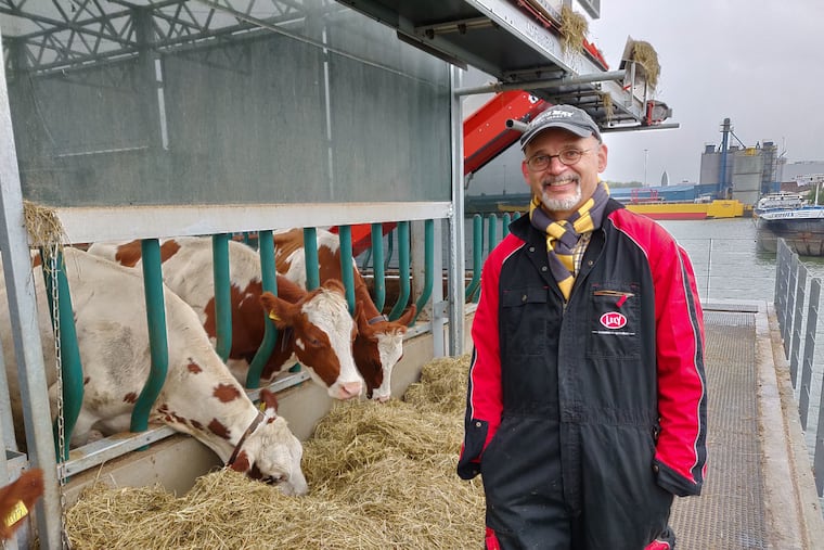 University of Pennsylvania Professor Simon Richter with Sustainabetty, in the middle, and other cows on The Floating Farm in the Netherlands.