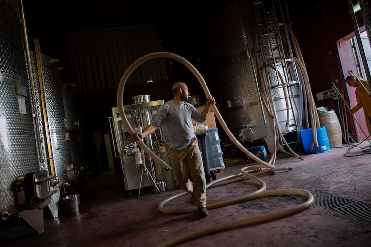 In this 2014 file photo, an Israeli employee of Psagot Winery carries a pipe of wine at the winery in the West Bank Jewish settlement of Psagot. Homegrown efforts to develop local West Bank and Gaza products often fail due to Israeli blockage of imports or exports, writes Trudy Rubin.