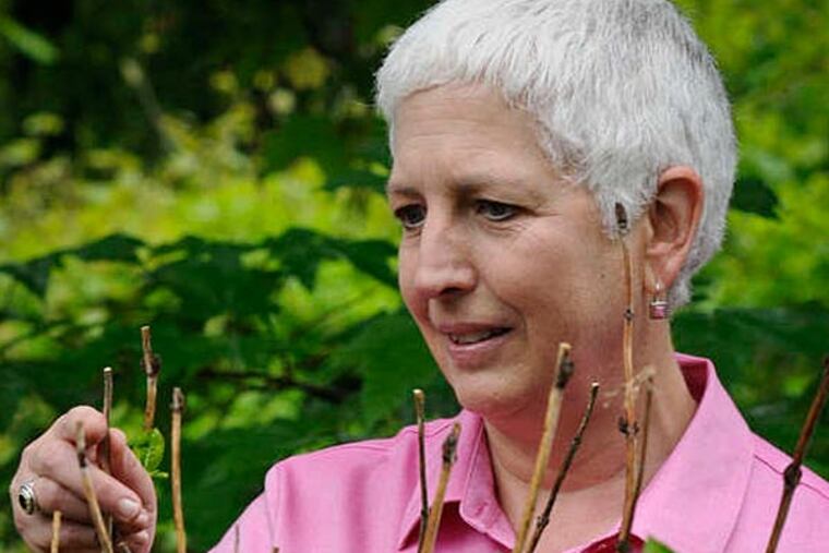 Jane Valdes-Dapena's garden in Media got walloped this winter, the region's coldest, snowiest, and most miserable in 20 years. (Ron Tarver/Staff Photographer)