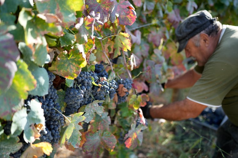 A worker harvests wine grapes in the Douro river valley.