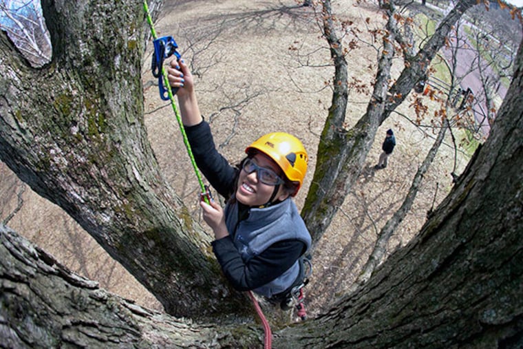 Tiffany Cheng, education assistant, climbs a white oak at the Morris Arboretum on March 31, 2014. (David M Warren with Daniel Weitoish/Staff Photo)