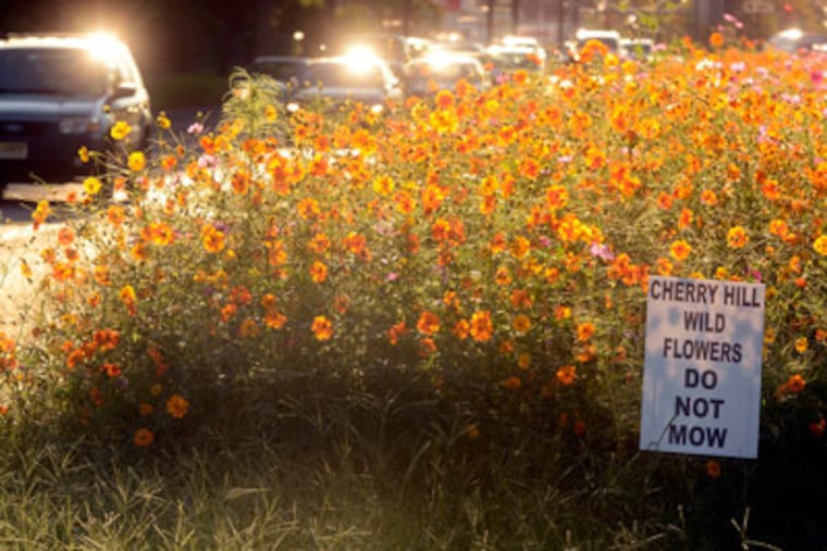 The sun rises over median strip on Route 70 in Cherry Hill with many new wildflowers abloom. ( TOM GRALISH / Staff Photographer )