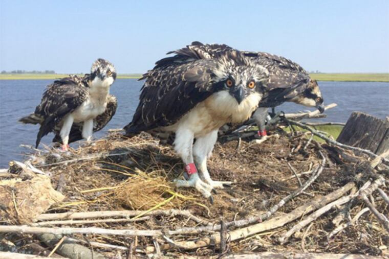 Three osprey young wearing red bands, which enable conservationists to identify and track individual birds.