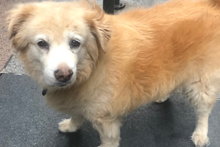 A photo the author snapped of her mixed chow Gabby shortly before being accused of trying to steal her.