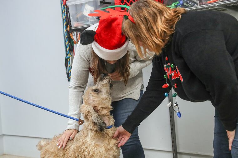 Make the holidays special for furry or feathery babies by giving them treats from the pet food store or veterinarian’s office, and keep them away from the kitchen counter and trash can.