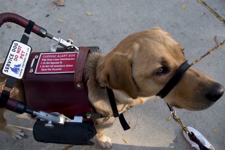 Amber, a yellow lab, is a cardiac service dog. The Americans with Disabilities Act (ADA) actually requires owners to maintain control of their animals. Don’t make a tough job more difficult.