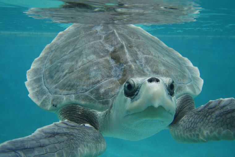 A sea turtle swims at the Center for Marine Education and Research in Gulfport, Miss., during its rehabilitation.