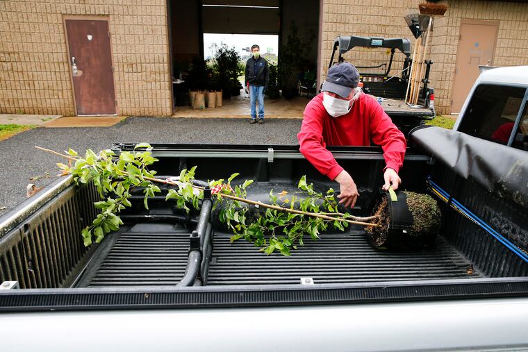 Joe Apice of Torresdale places a tree in the back of his truck during a tree giveaway at the Frankford Boat Launch in the Bridesburg neighborhood on Saturday. TreePhilly works with community groups across Philadelphia to distribute free yard trees through its Community Yard Tree Giveaway Program. Because of social distancing rules, tree recipients made appointments and drove through to pick up a tree and a bag of mulch.