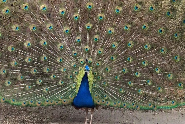 Popeye the peacock in Gloucester County, N.J.