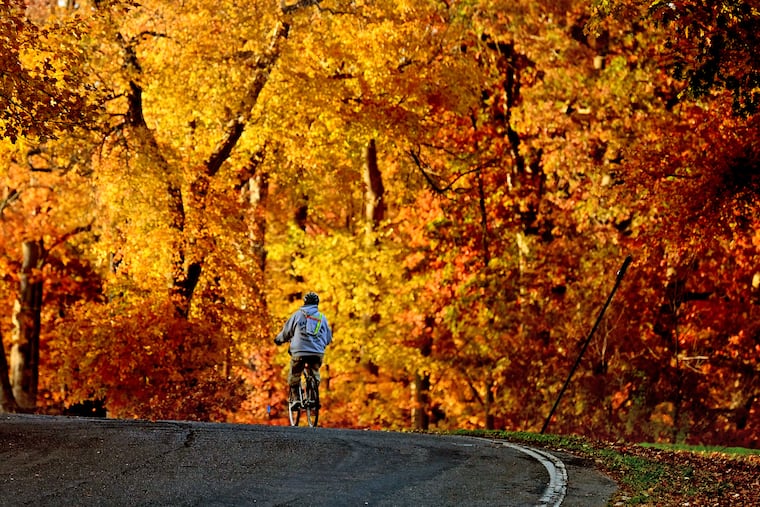 Warm colored light from a setting sun accentuates the golden autumn leaves along South Park Drive in Haddon Heights on Nov.16, 2021, near McLaughlin-Norcross Memorial Dell in Haddon Lake Park.